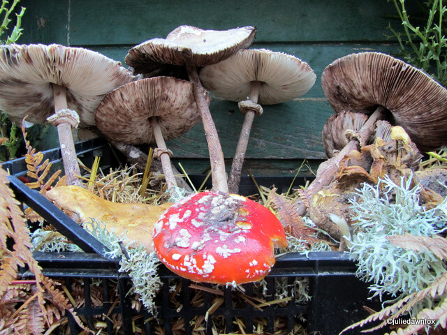 Miscaros mushroom festival in Central Portugal