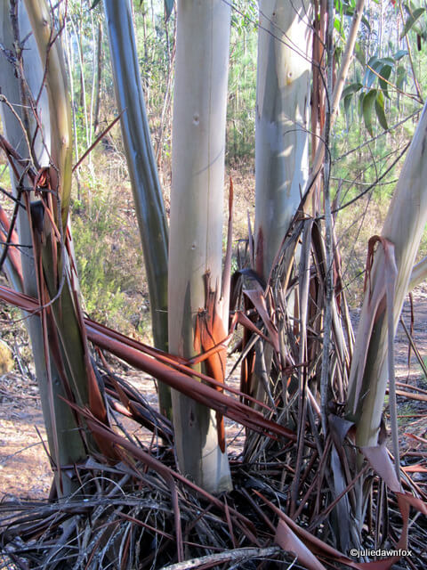 multiple trees grow out of one stump multiple eucalyptus trees grow out of one stump