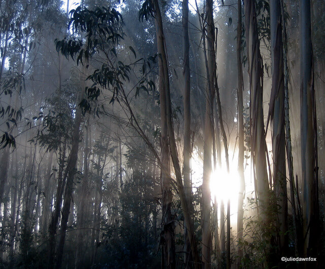 eerie shafts of sunlight through trees