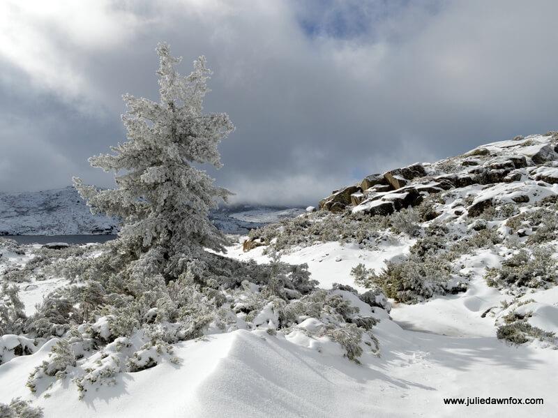 Snow-covered tree and rocks, Serra da Estrela, Portugal